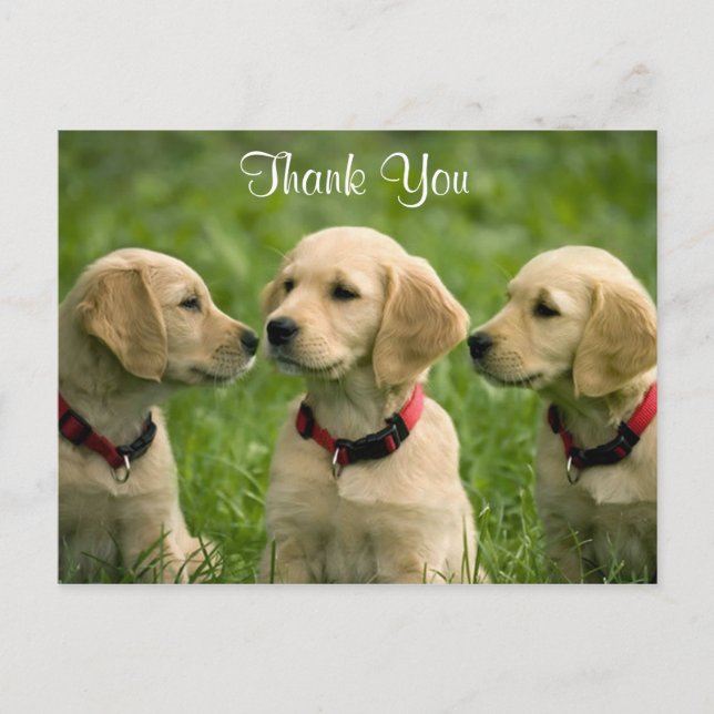 Thank You  Golden Retriever Puppies Postcard (Front)