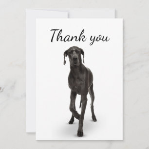 Thank You Great Dane Dog Pet Animal 