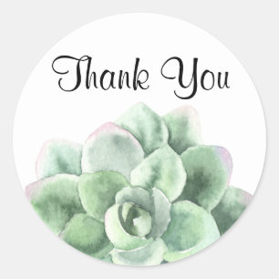 Thank You, Green Echeveria Succulent Plant Classic Round Sticker