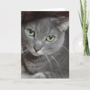 Thank You/Grey Cat You Card