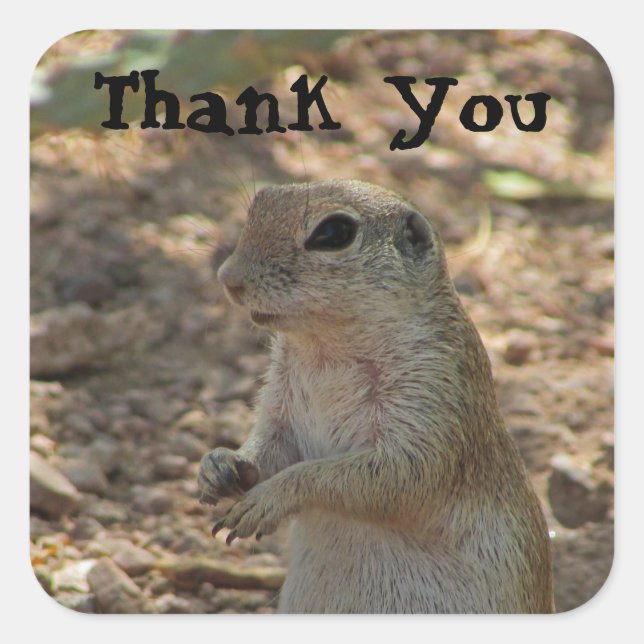 Thank You Ground Squirrel Photo Desert Animal Square Sticker (Front)
