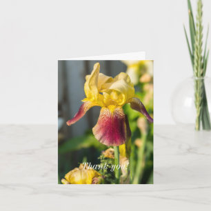 Thank you - Heirloom Iris Card