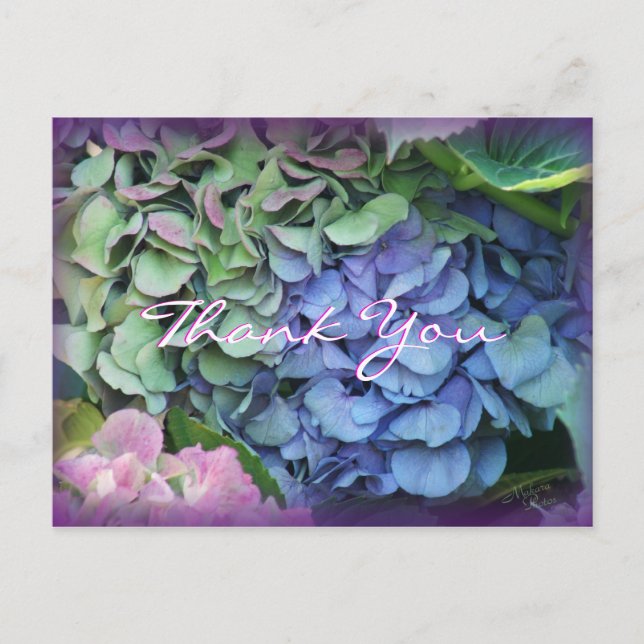 Thank You Hydrangea 4577- customise any occasion Postcard (Front)