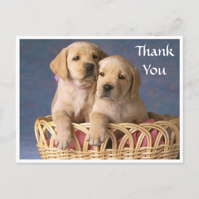 Thank  You Labrador Retriever Puppy  Post Card (Front)