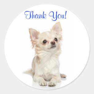 Thank You Long Haired Chihuahua  Sticker