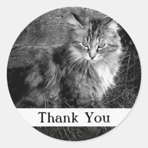 Thank You Maine Coon Cat Sticker