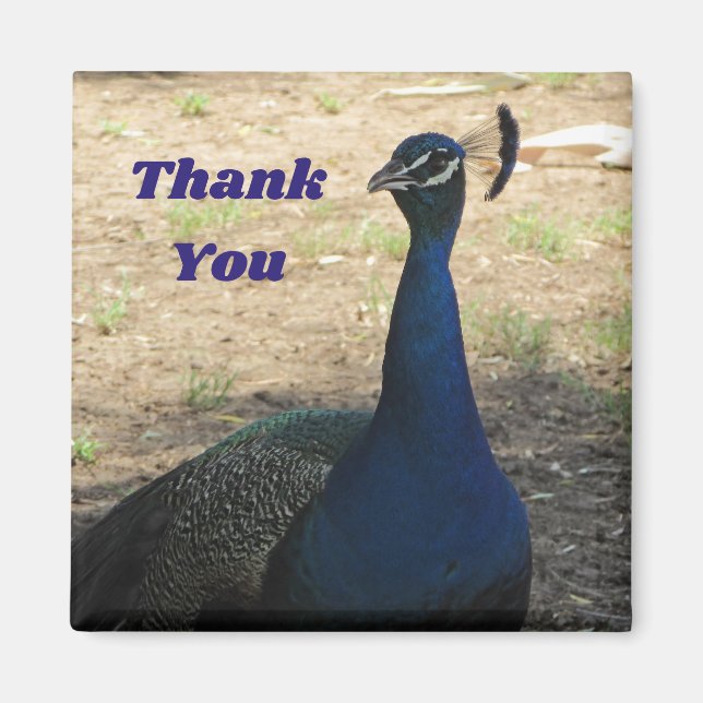 Thank You Male Peacock Photo Appreciation Magnet (Front)