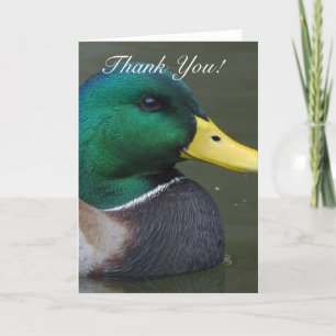 Thank you Mallard Duck Greeting Card