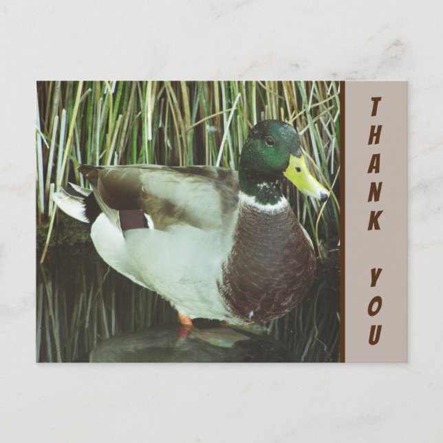 Thank You Mallard Duck Photo Nature Appreciation Postcard (Front)