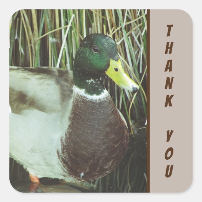 Thank You Mallard Duck Photo Nature Birds Square Sticker (Front)