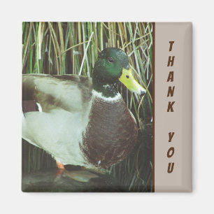 Thank You Mallard Duck Photo Nature Lake Bird Magnet