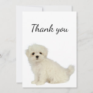 Thank You Maltese Dog Pet Animal Card