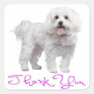 Thank You Maltese Puppy Dog Sticker