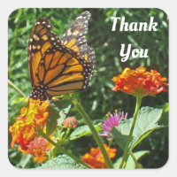 Thank You  Monarch Butterfly Photo Appreciation