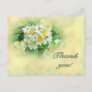 Thank You Multiflora Roses Postcard