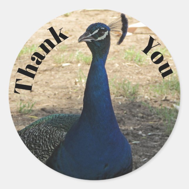 Thank You Peacock Photo Bright Blue Feathers Bird Classic Round Sticker (Front)
