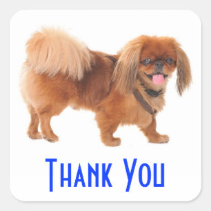 Thank You Pekingese Puppy Dog Greeting Sticker