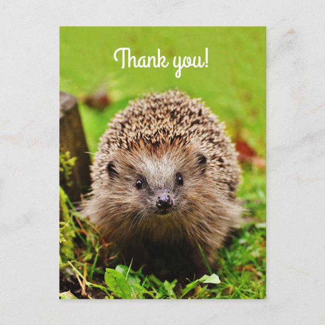 "Thank you! Personalised, Little Hedgehog Postcard (Front)