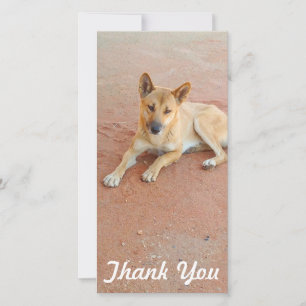 Thank You photo card - Australian dingo