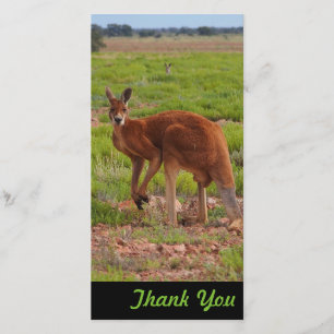 Thank You photo card - Australian red kangaroo