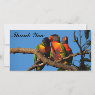 Thank You photo card with Rainbow Lorikeets