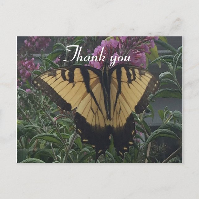 Thank you Photo Yellow and Black Butterfly Postcard (Front)