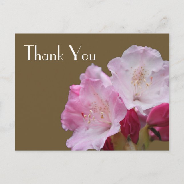 Thank you, pink azalea flowers，  杜 鹃 花 postcard (Front)