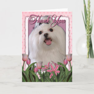 Thank You - Pink Tulips - Maltese