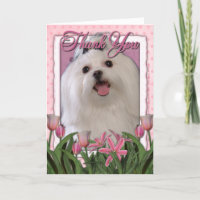 Thank You - Pink Tulips - Maltese