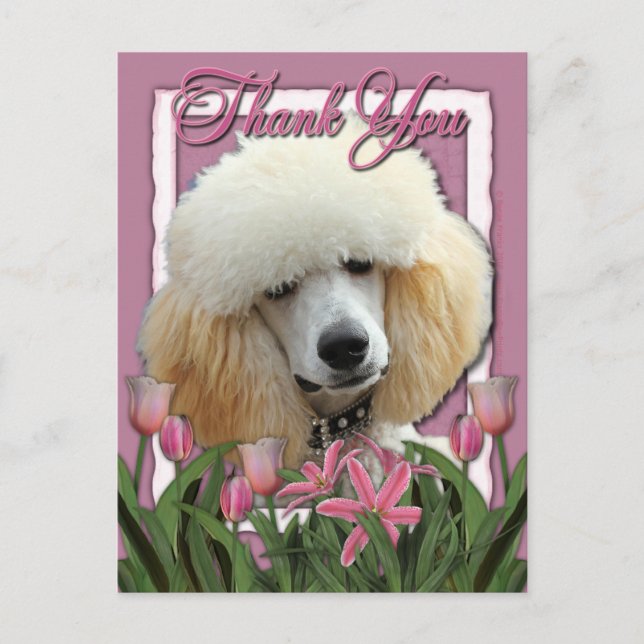 Thank You - Pink Tulips - Poodle - Apricot Postcard (Front)