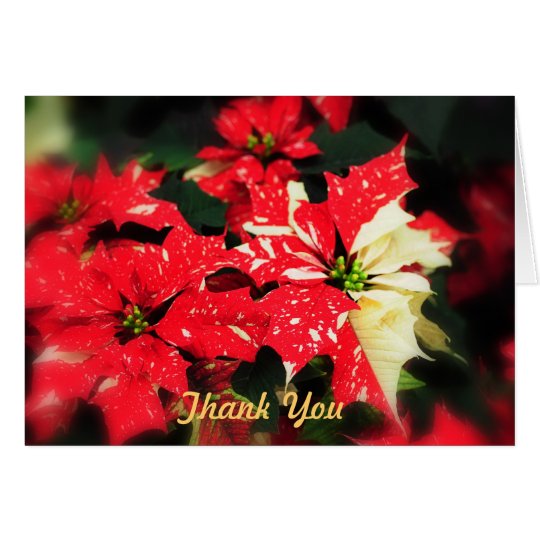 Thank You Poinsettas Card