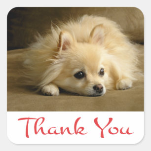 Thank You Pomeranian Puppy Dog Stickers / Labels