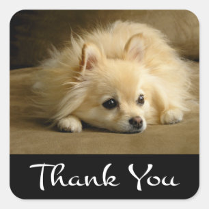 Thank You Pomeranian Puppy Dog Stickers / Labels