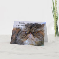 Thank You Proud Calico Persian Kitty Card