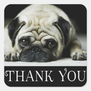 Thank You Pug Puppy Dog Black & White Square Sticker