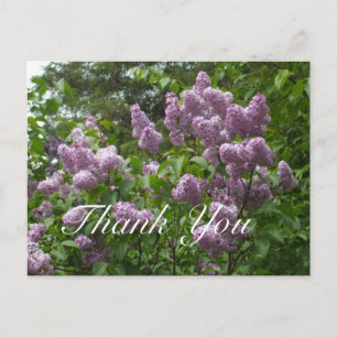 Thank You-Purple Lilac Bush Postcard