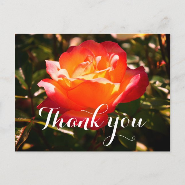 Thank You Rainbow Sorbet Rose #5 Postcard (Front)
