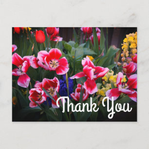 Thank You Red and White Tulips Postcard