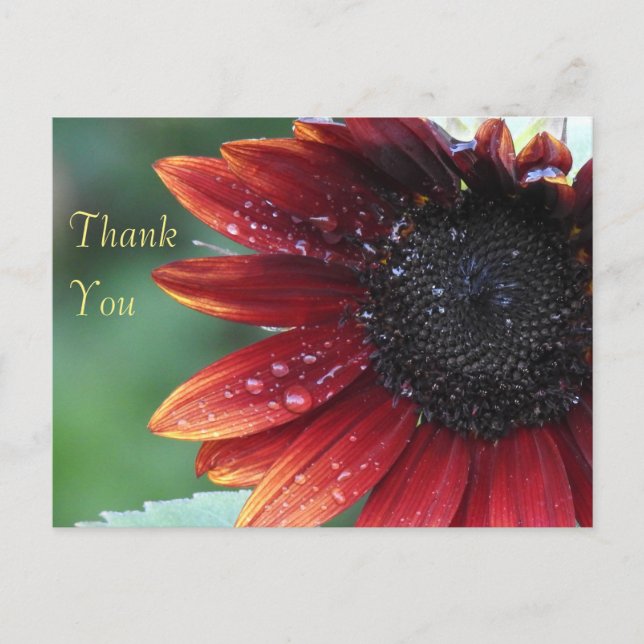 Thank You Red Sunflower Postcard (Front)