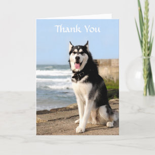 Thank  You Siberian Husky on Beach Greeting  Card