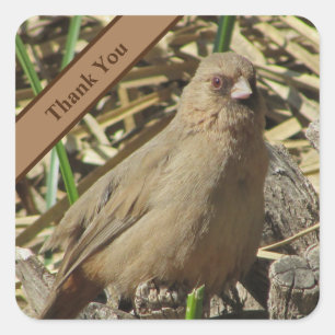 Thank You Small Brown Towhee Photo Bird Square Sticker