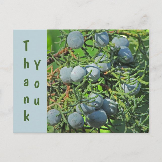 Thank You Spring Pine Berries Photo Appreciation Postcard (Front)