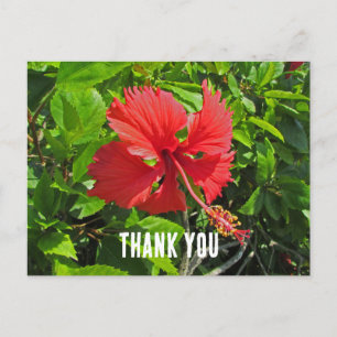 Thank You Tropical Flower Bright Pink Floral Postcard