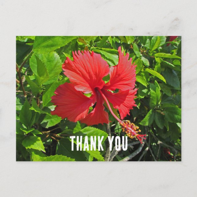 Thank You Tropical Flower Bright Pink Floral Postcard (Front)