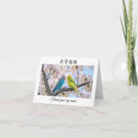Thank you very much in Chinese Mandarin Budgies