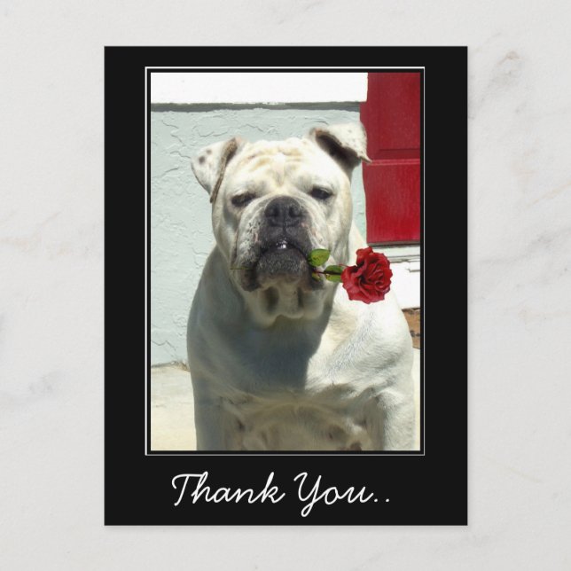 Thank You White bulldog with rose postcard (Front)