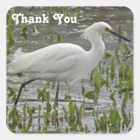 Thank You White Egret Beautiful Animal Wading Bird