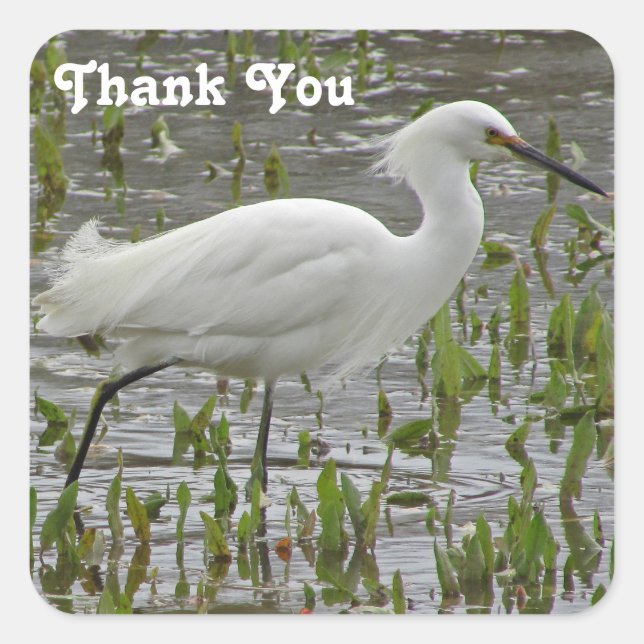 Thank You White Egret Beautiful Animal Wading Bird Square Sticker (Front)