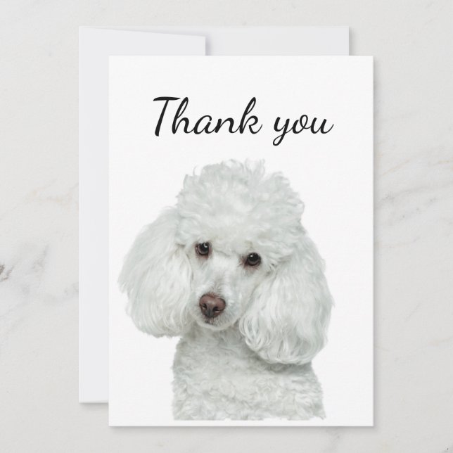 Thank You White Poodle Dog Pet Animal Card (Front)