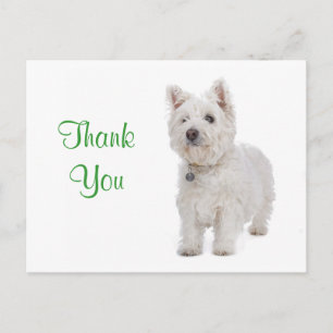 Thank You White Westie Puppy Dog Greeting Postcard